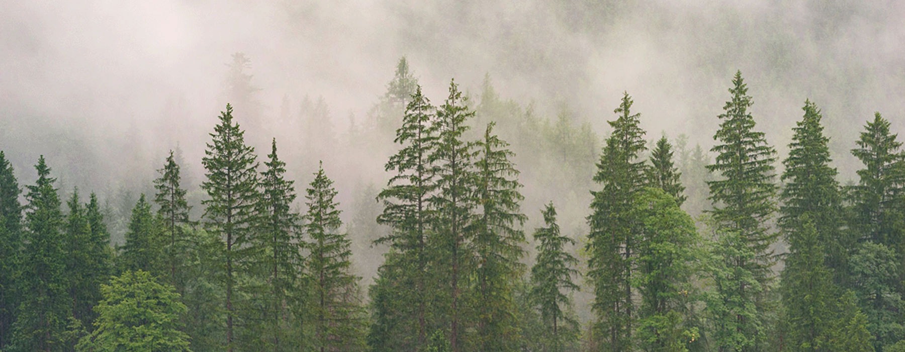 trees in a foggy forest 